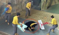 Terrifying moment black bear mauls trainer after being sent into violent rage over treats