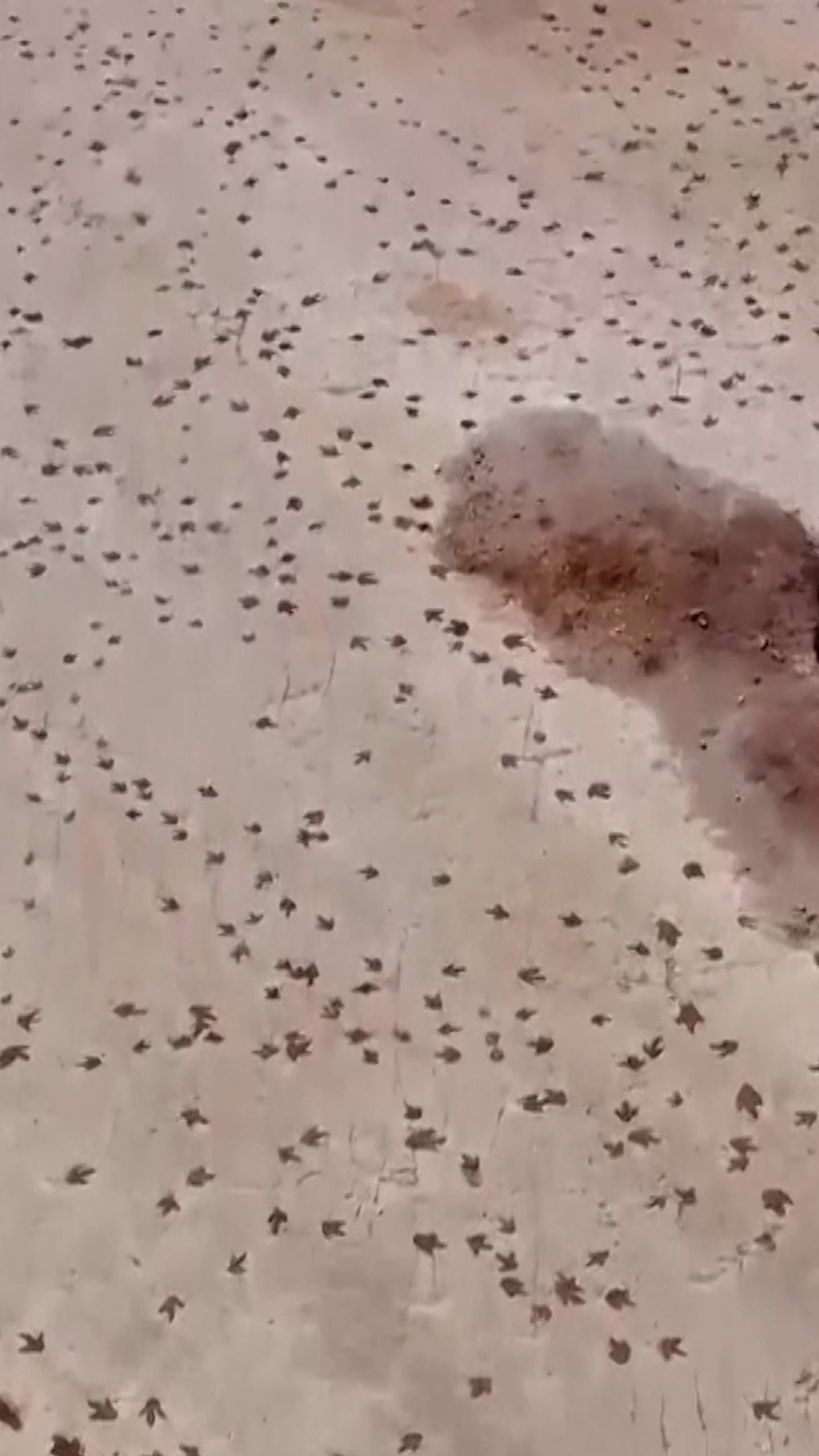 More than 16,000 dinosaur tracks documented in Bolivia