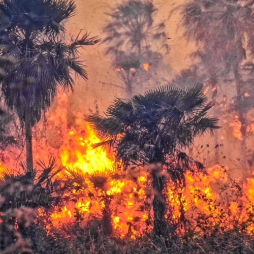 Brazil weakens Amazon protections days after COP30