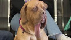Watch: Ozzy the dog sets Guinness World record for longest canine tongue