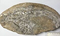 Dinosaur vomit could hold keys to solving age-old mysteries about prehistoric life