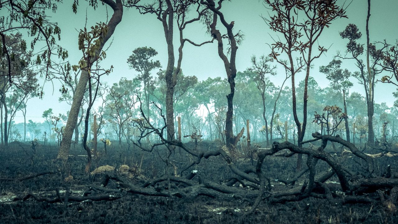Amazon rainforest is transitioning to a ‘hypertropical’ climate — and trees won’t survive that for long