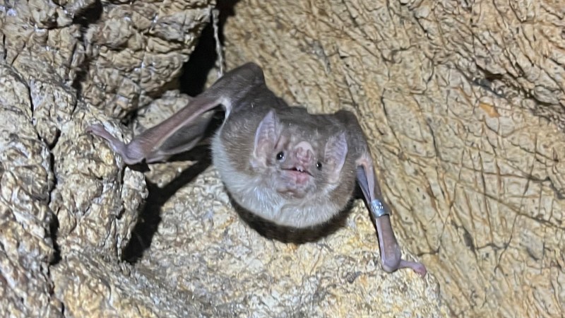 Bats might be the next bird flu wild card