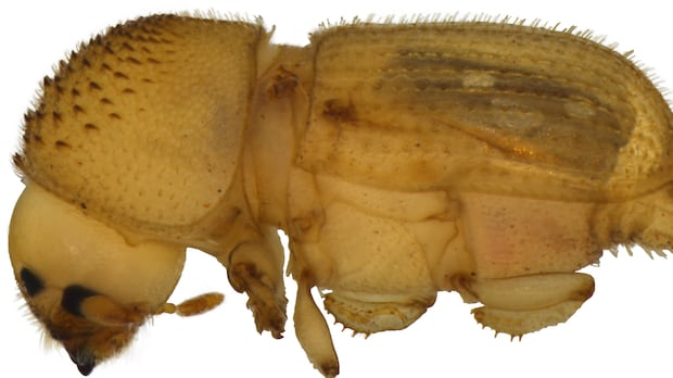‘Potentially destructive’ bark beetle found at Detroit airport — a 1st in U.S.: border officials