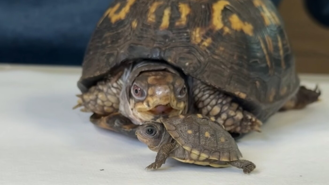 For 50 years, Rockalina the turtle lived on a kitchen floor. Now she has a new friend