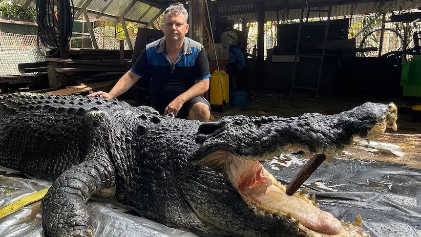 Cassius the giant crocodile died from sepsis after 40-year-old dormant infection burst from ‘abscess,’ necropsy reveals