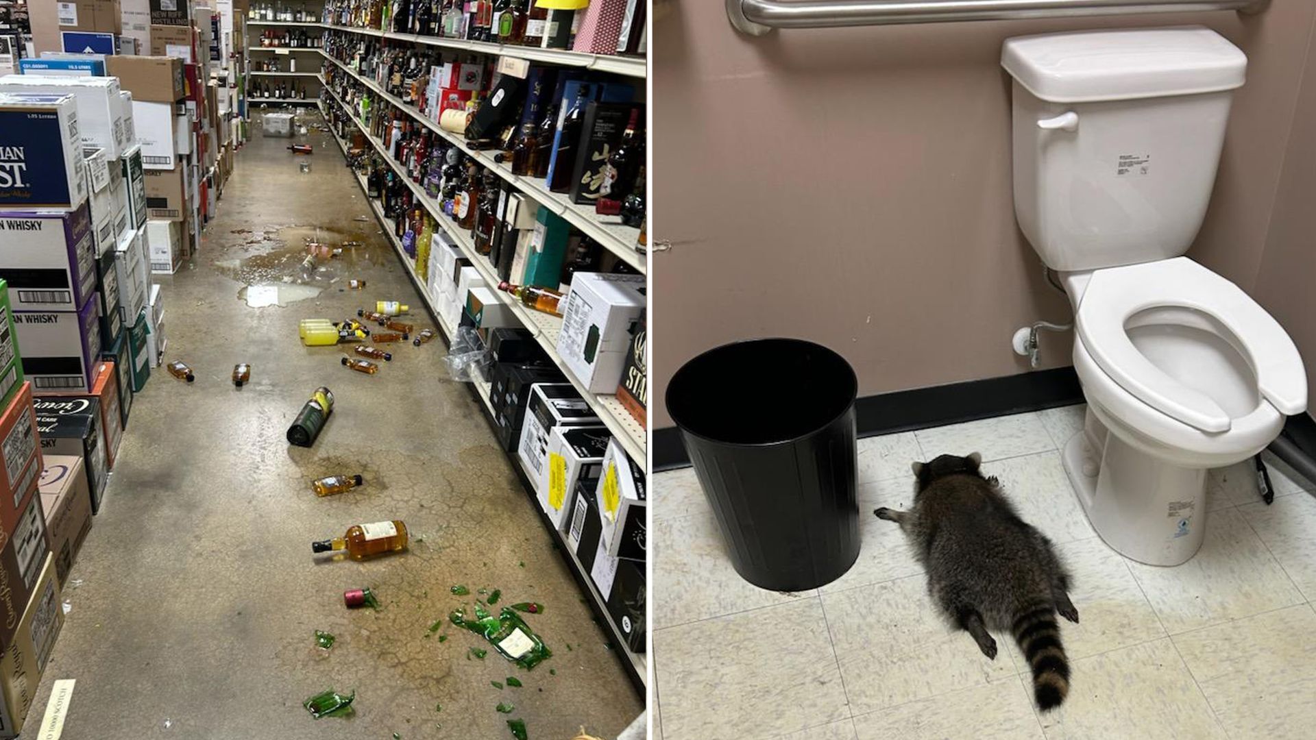 Drunk raccoon behind liquor store rampage suspected of other ‘break-ins’