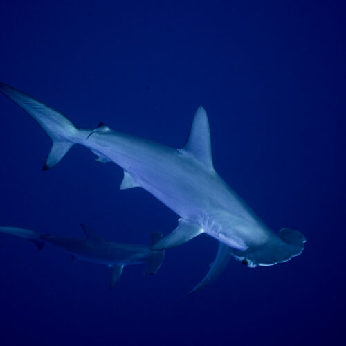 Sharks and rays gain landmark protections as nations move to curb international trade