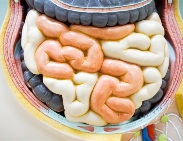 Over-contracted gut muscles drive gastrointestinal symptoms in myotonic dystrophy