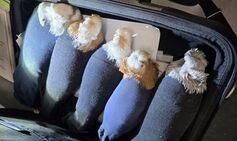 Hilarious Russian smuggling attempt likened to famed 1969 movie