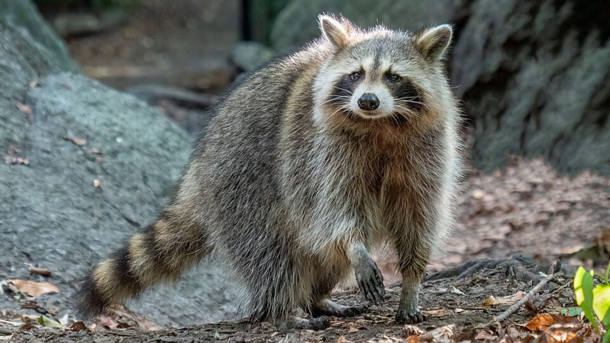 Did study find raccoons are showing signs of domestication?