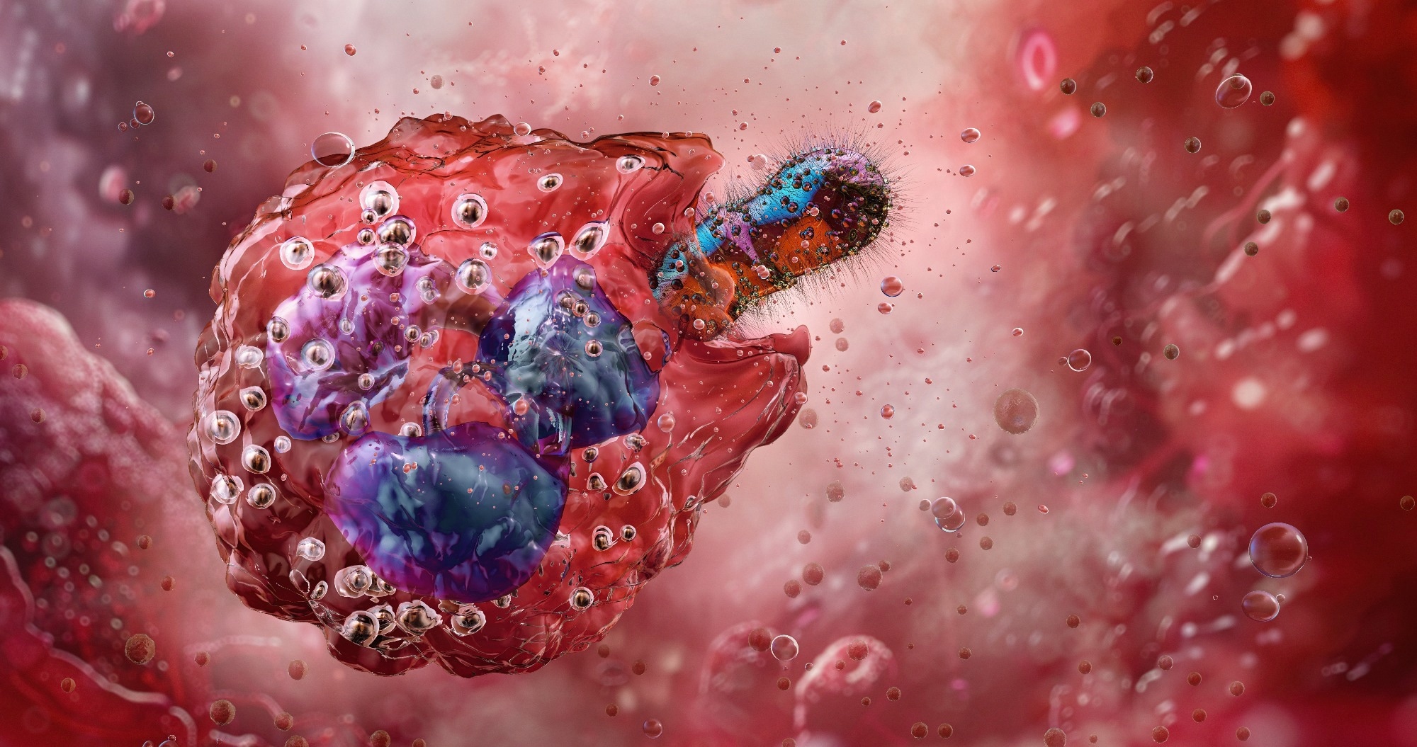 Circadian control of neutrophils limits heart damage after myocardial infarction