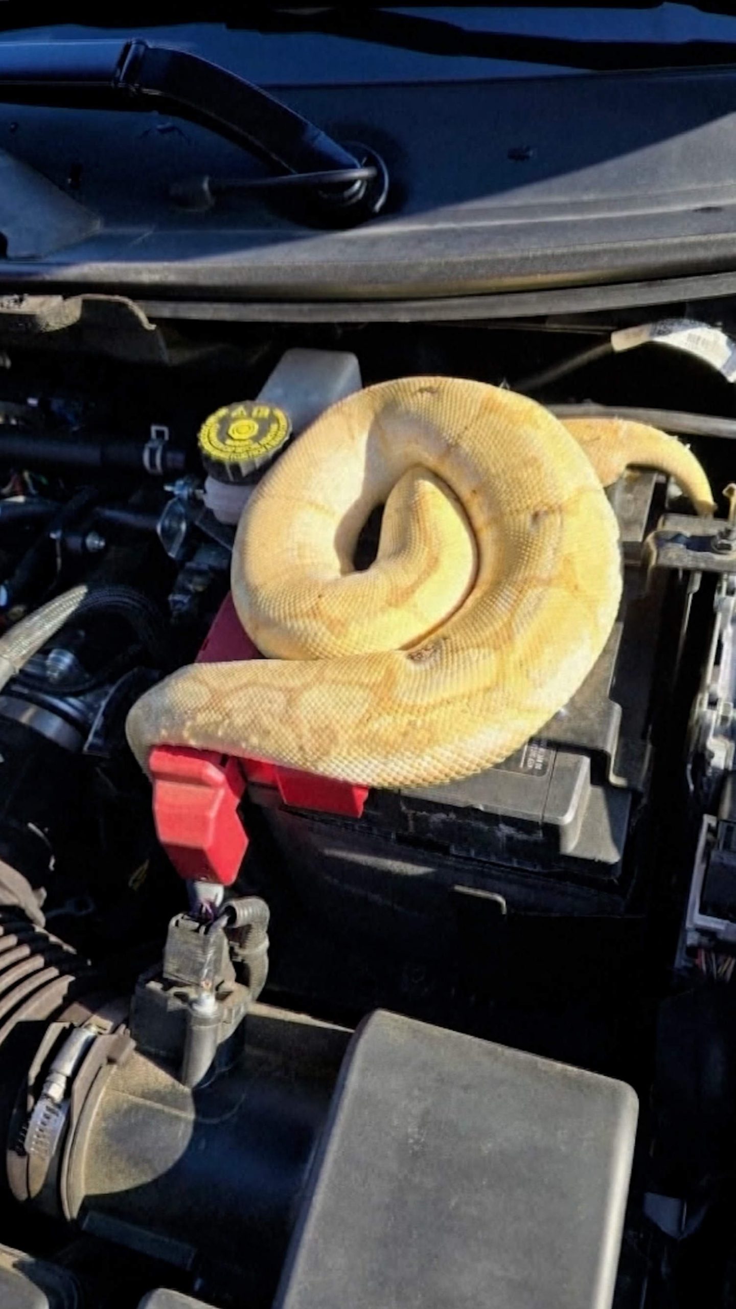 Man finds dead ball python under hood of his car