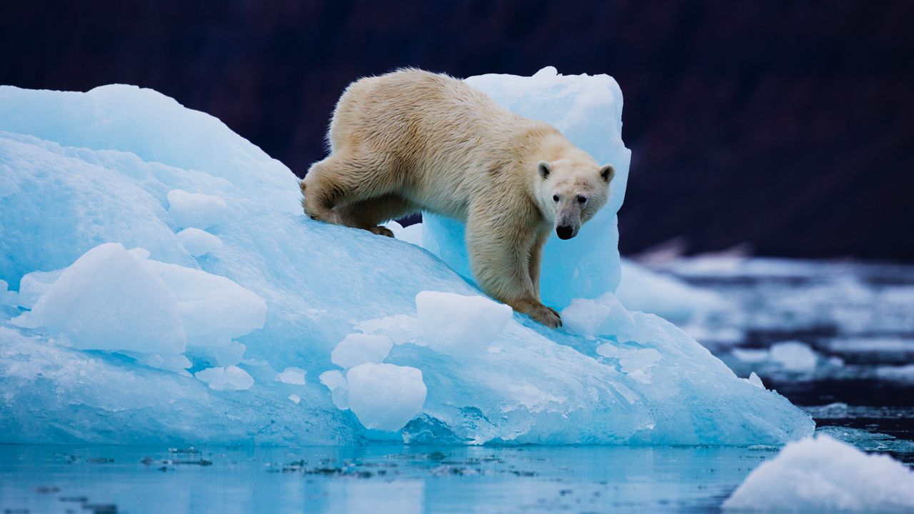 Polar bears in southern Greenland are ‘using jumping genes to rapidly rewrite their own DNA’ to survive melting sea ice