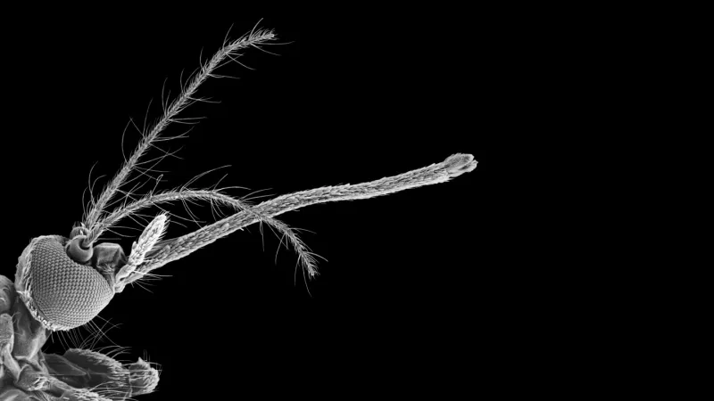 Mosquitoes use it to suck blood. Researchers used it to 3-D print