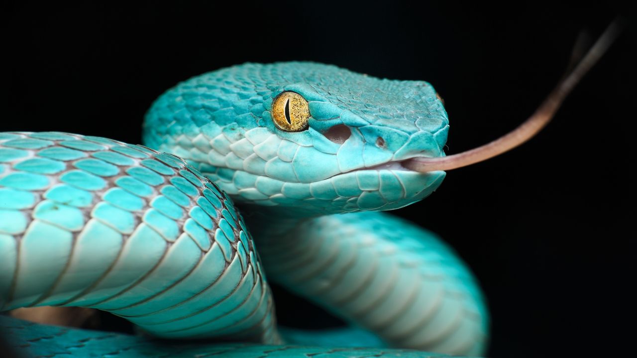 Snakes’ mind-bending ‘heat vision’ inspires scientists to build a 4K imaging system that could one day fit into your smartphone