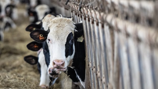 Supply management ‘not on the table,’ says Carney as U.S. bent on changing dairy rules