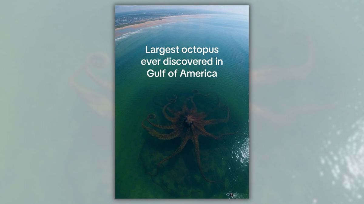 Don’t be fooled by supposed drone image of giant octopus in Gulf of Mexico
