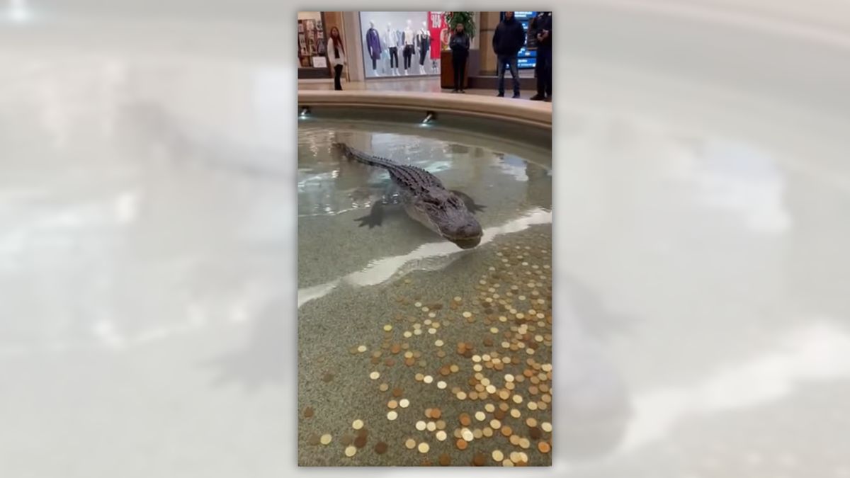 Watch out for this video of alligator swimming in mall fountain