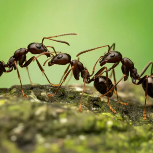 The evolution of expendability: Why some ants traded armor for numbers