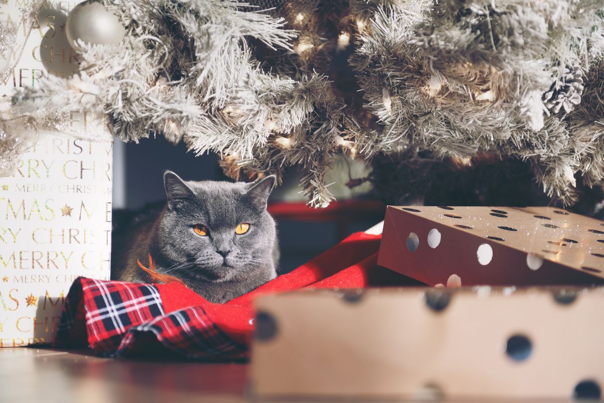 Flocked Christmas trees probably won’t poison your pet, but they can still pose health risks