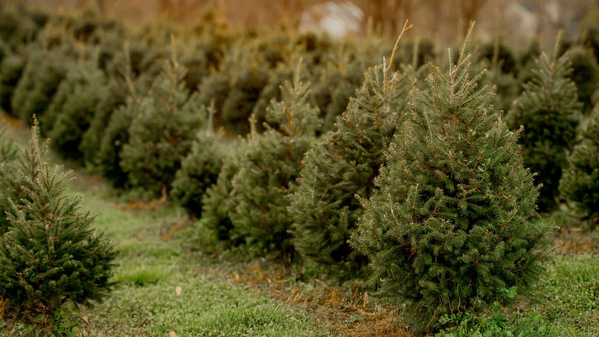 Can hot water keep your Christmas tree fresh for longer? Experts are divided