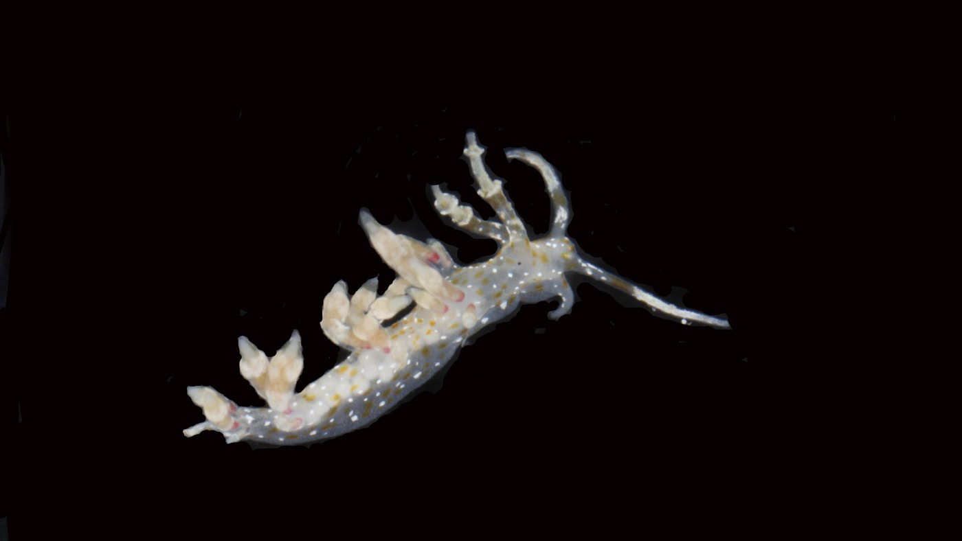 Scientists say they have discovered 20 new species deep in the Pacific Ocean