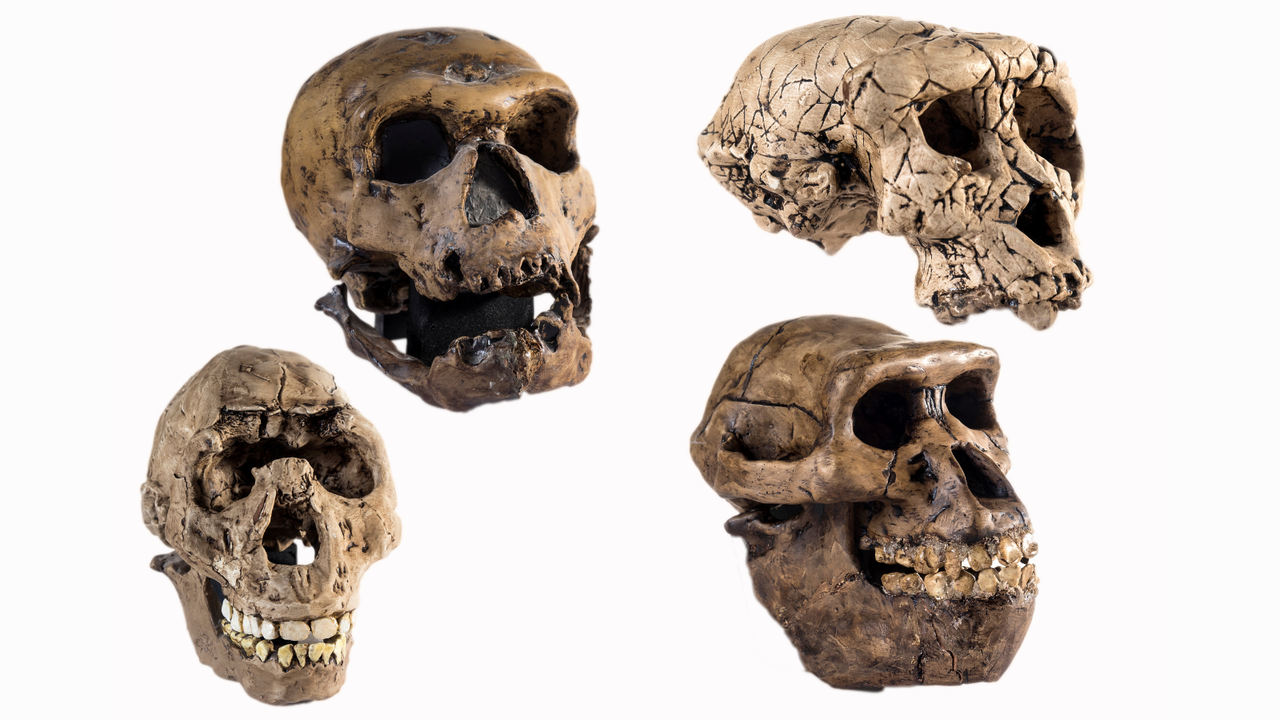 Scientists claim ‘Lucy’ may not be our direct ancestor after all, stoking fierce debate