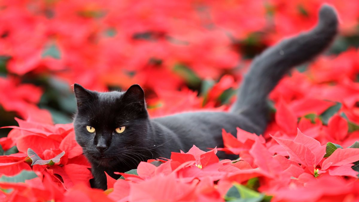 Are poinsettia plants toxic to cats and dogs? Fears of serious harm are overblown