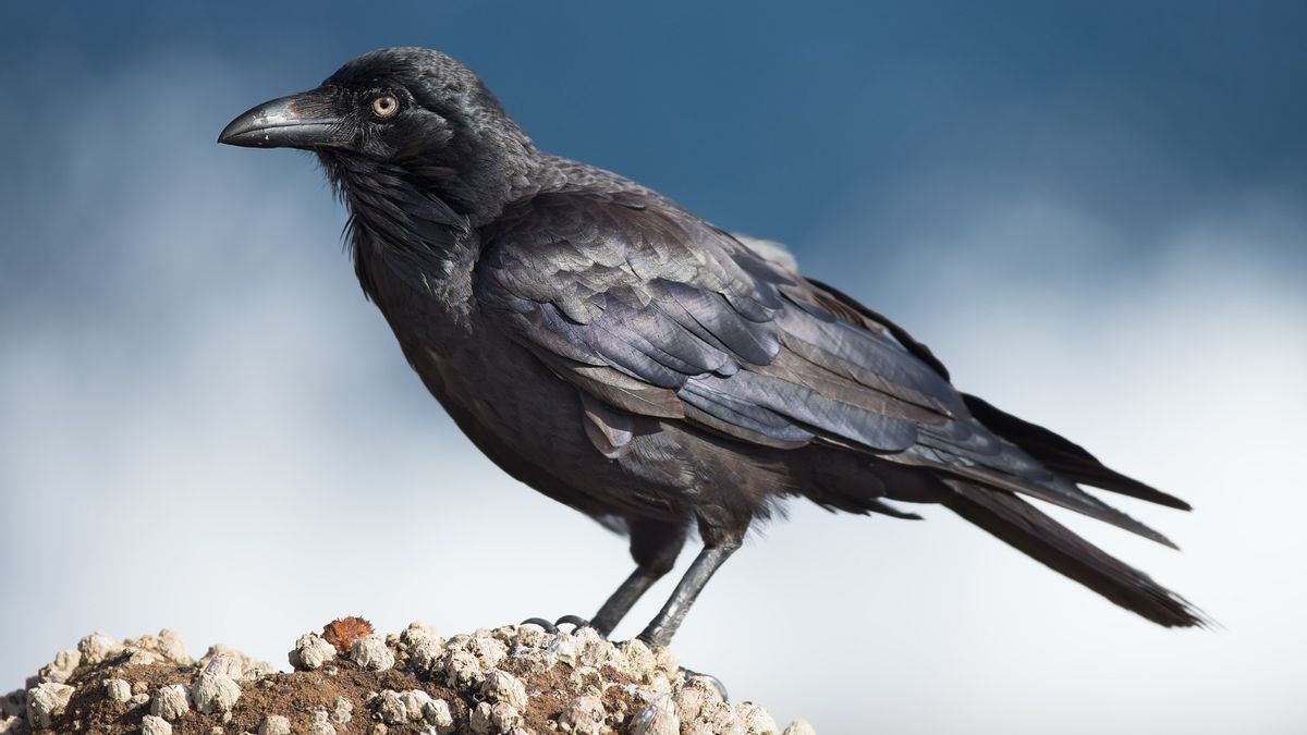 Rumor that city in Sweden trained crows to pick up cigarette butts is for the birds