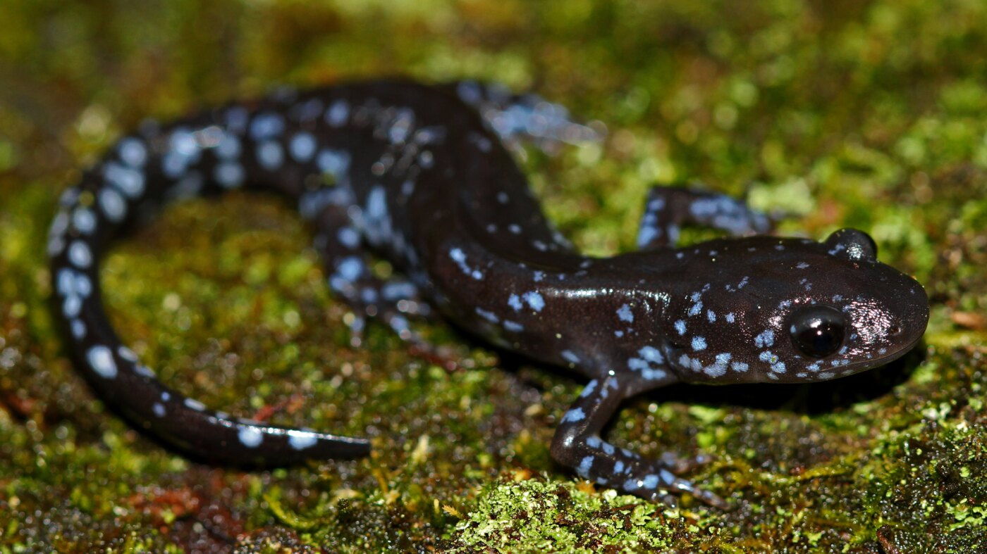 In the snow, these salamanders get supercool