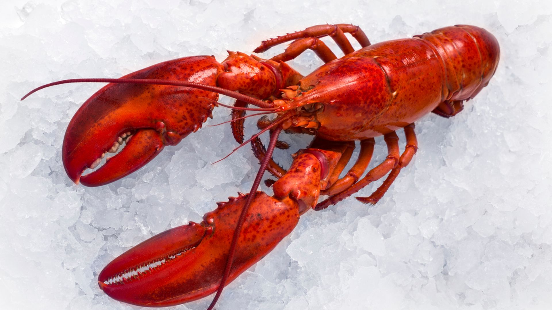$400,000 worth of lobster stolen en route to Costco wholesale stores in US