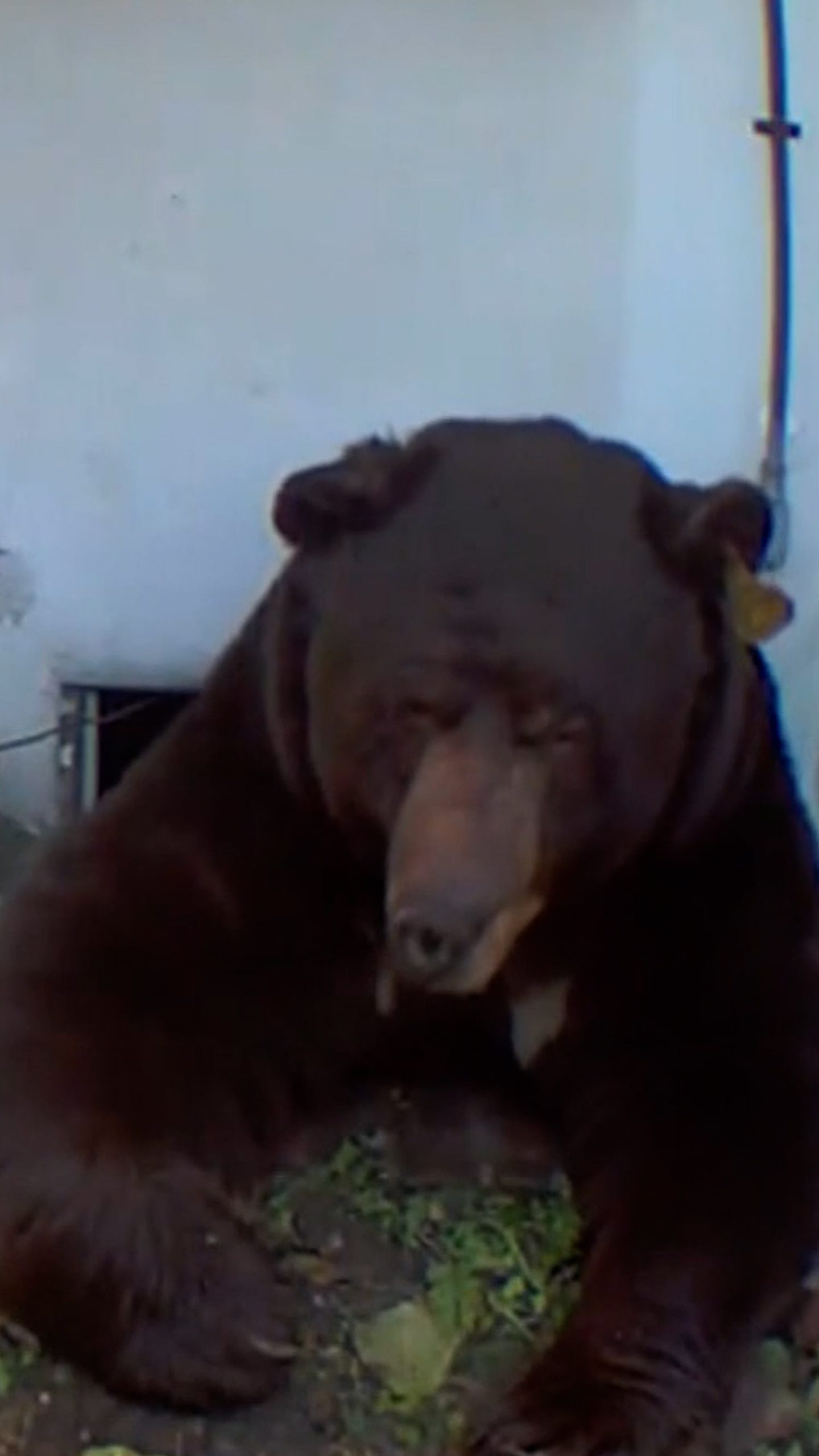 California man finds bear living under his home