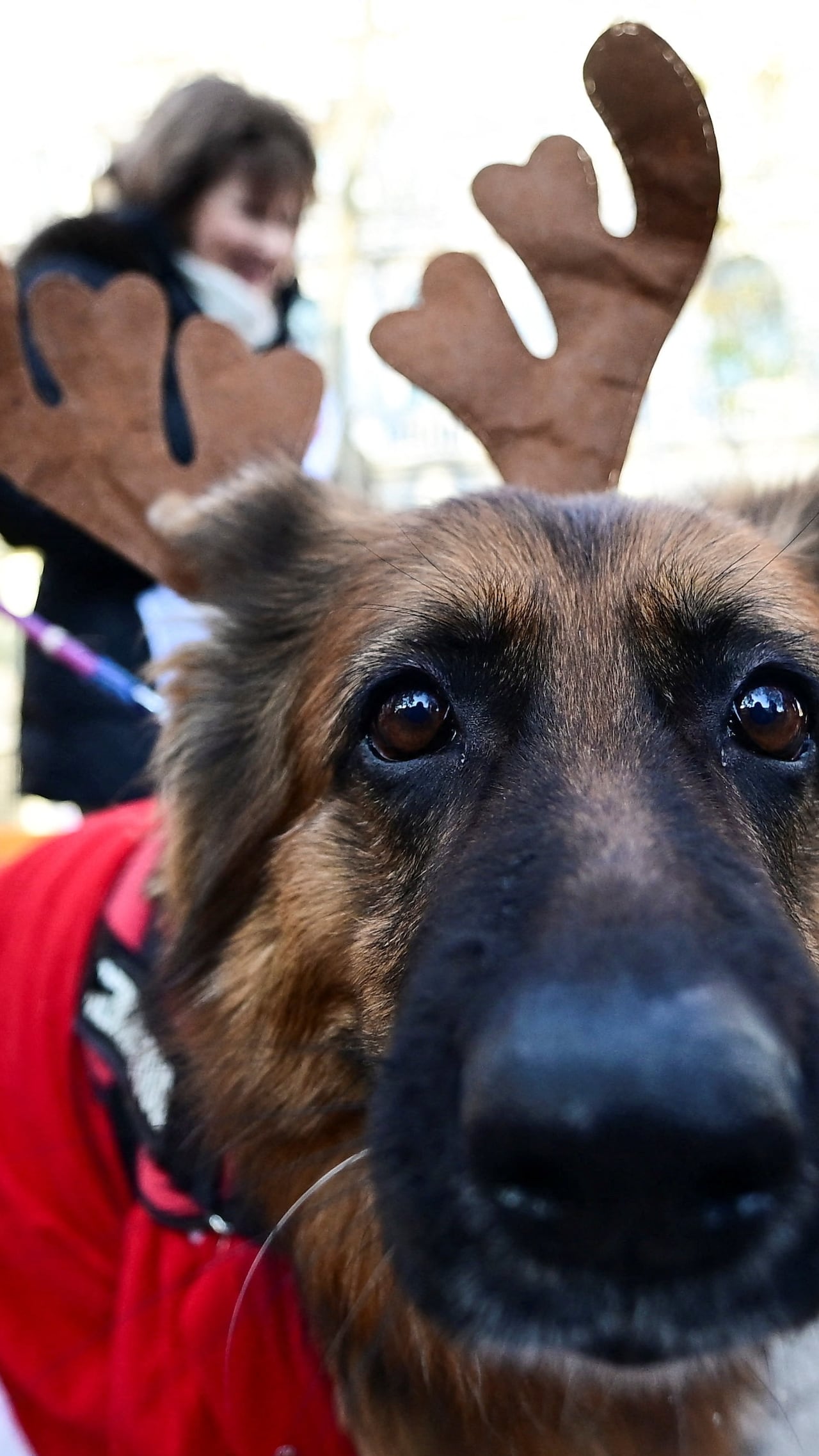 Festive dog walk takes over Madrid streets