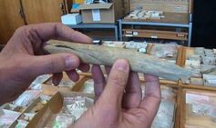 Grisly 45,000-year-old find suggests children may have been victims of cannibalism