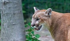 Woman mauled to death by mountain lion in fatal New Year’s Day attack