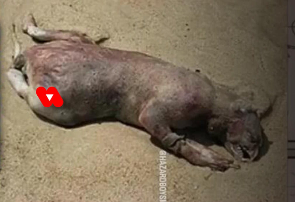 Dr. Marty Makary:  Mad Scientists, Biowarfare, Nazi War Criminal Doctors, Half Rat-Deer Carcasses, and How COVID, AIDS, & Lyme Came from A Lab.