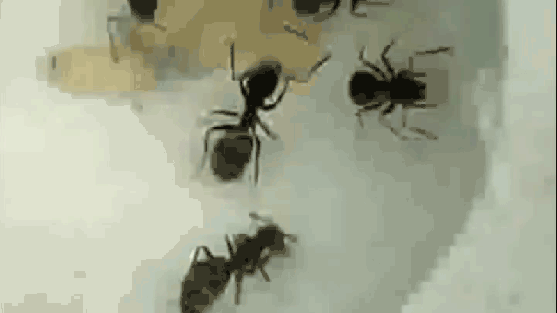 These sick baby ants sacrifice themselves to protect their colony