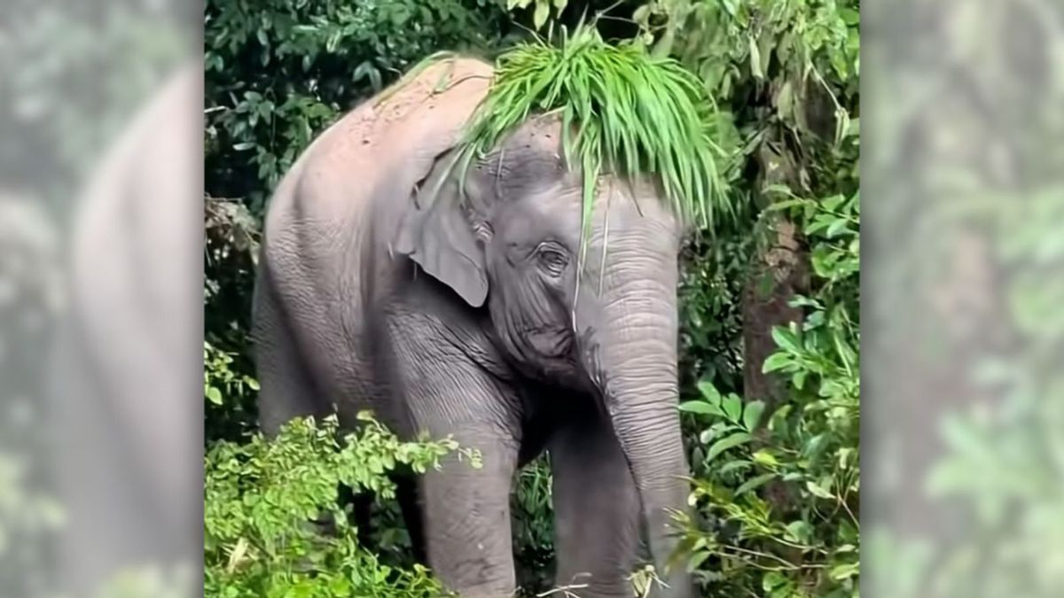 Is a video of elephant throwing grass on its head real?