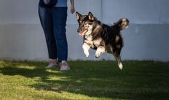 Dogs of today are undergoing a mysterious brain transformation, study suggests