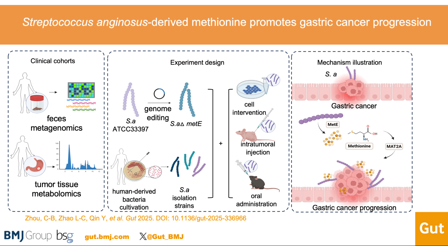 New evidence reveals Streptococcus anginosus promotes gastric cancer development