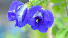 The ‘magical’ blue flower changing farmers’ fortunes in India