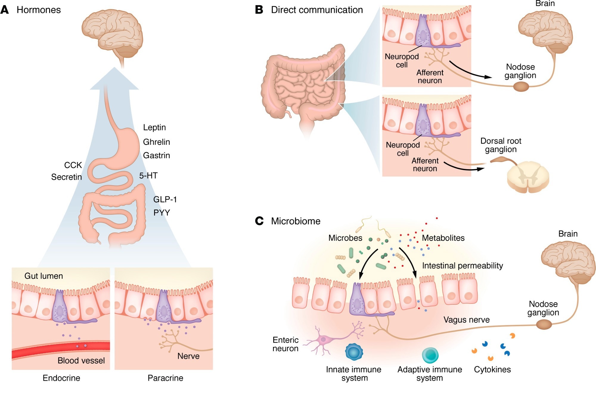The gut is not just digestive and new evidence shows it actively controls brain function