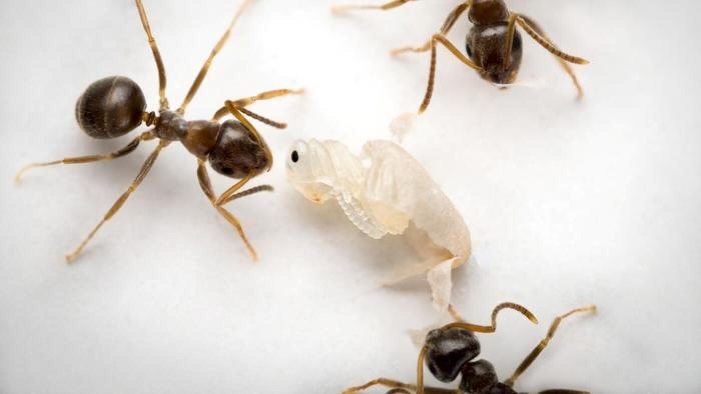 Sick young ants send out a ‘kill me’ scent to prevent deadly epidemics
