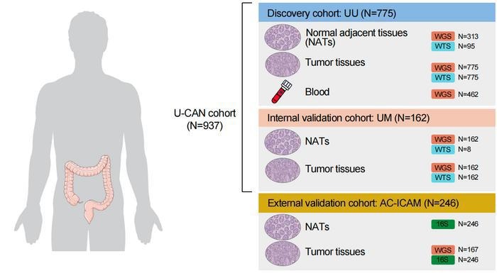 New research decodes the bacterial “zip code” of colorectal cancer for prediction and survival