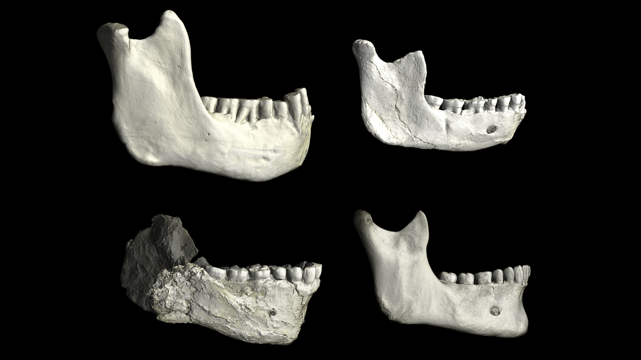Last common ancestor of modern humans and Neanderthals possibly found in Casablanca, Morocco
