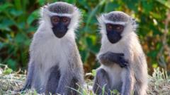 Monkeys on the loose in St Louis after four-day search