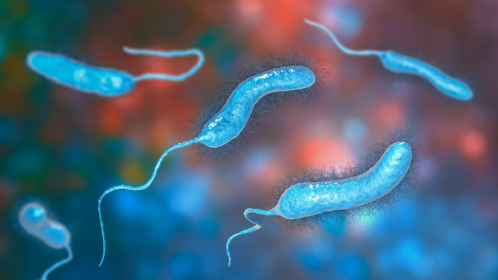 Dietary protein reshapes how cholera bacteria colonize the gut