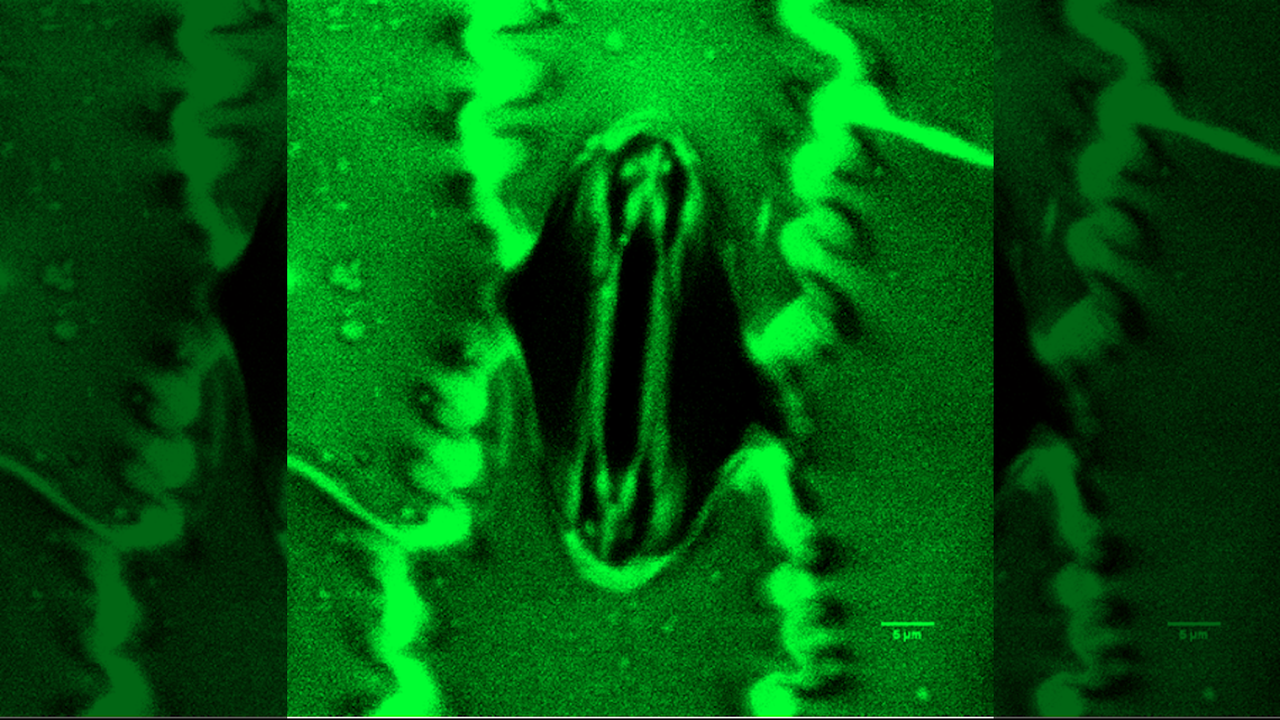 Scientists watch microscopic plant ‘mouths’ breathing in real time with palm-sized tool