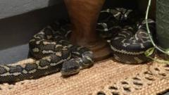 ‘Baby, don’t move’: Australian woman wakes to find massive python on her chest